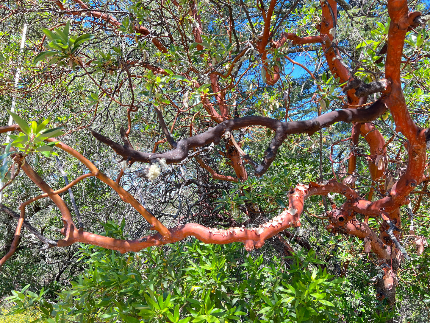 Pacific Madrone Strawberry Tree Arbutus menziesii 50 Seeds