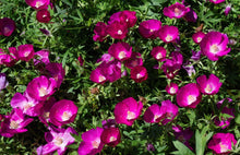 Load image into Gallery viewer, Purple Poppy Mallow  Wildflower  20 Seeds  Callirhoe involucrata