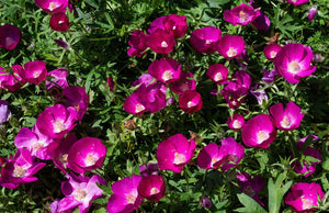 Purple Poppy Mallow  Wildflower  20 Seeds  Callirhoe involucrata