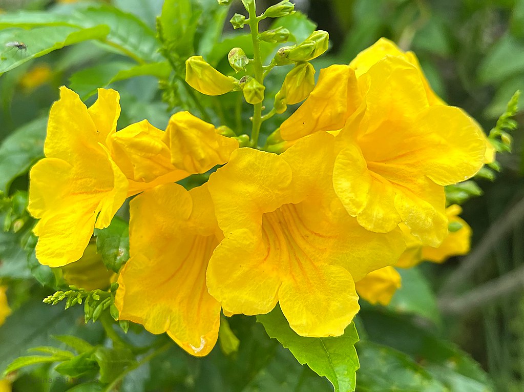 Yellow Bells Yellow Elder Tecoma stans 100 Seeds  USA Company