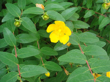 Load image into Gallery viewer, Goldencup St John&#39;s Wort  20 Seeds  Hypericum patulum
