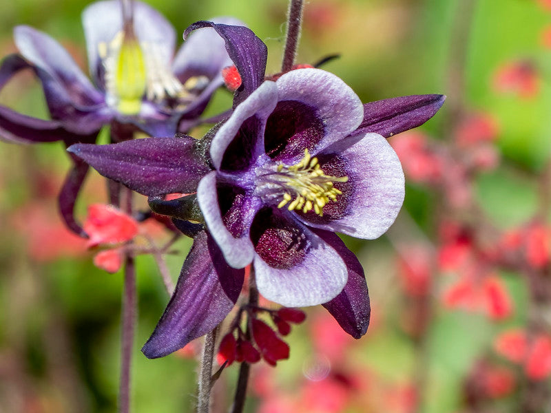 Giant Columbine Mix  100 Seeds  Aquilegia caerulea
