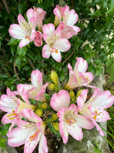Load image into Gallery viewer, Peruvian Lily  Meyer&#39;s Hybrid Mixed 20 Seeds  Alstroemia