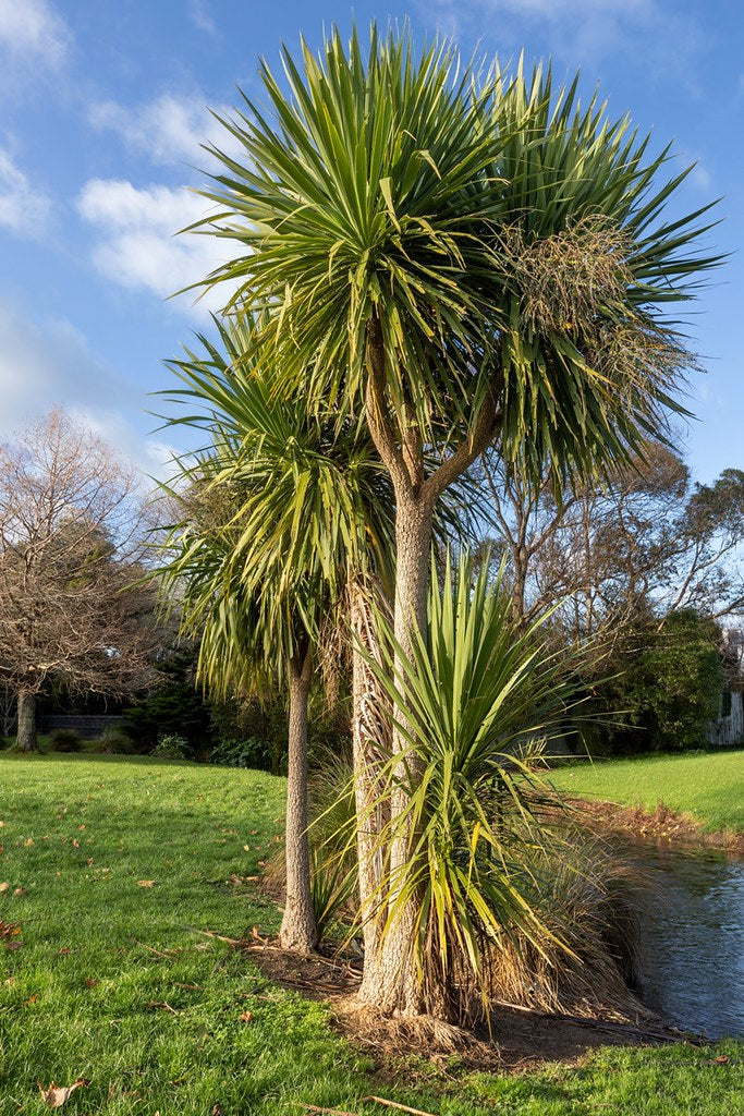 Cabbage Tree Cordyline australis 1000 Seeds