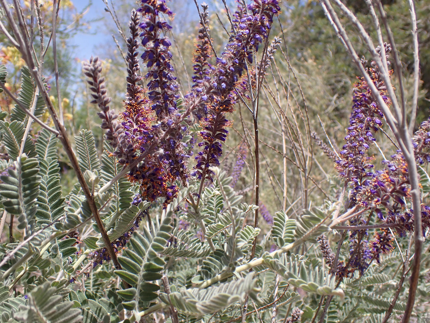 Silver Leadplant   100 Seeds   Amorpha canescens