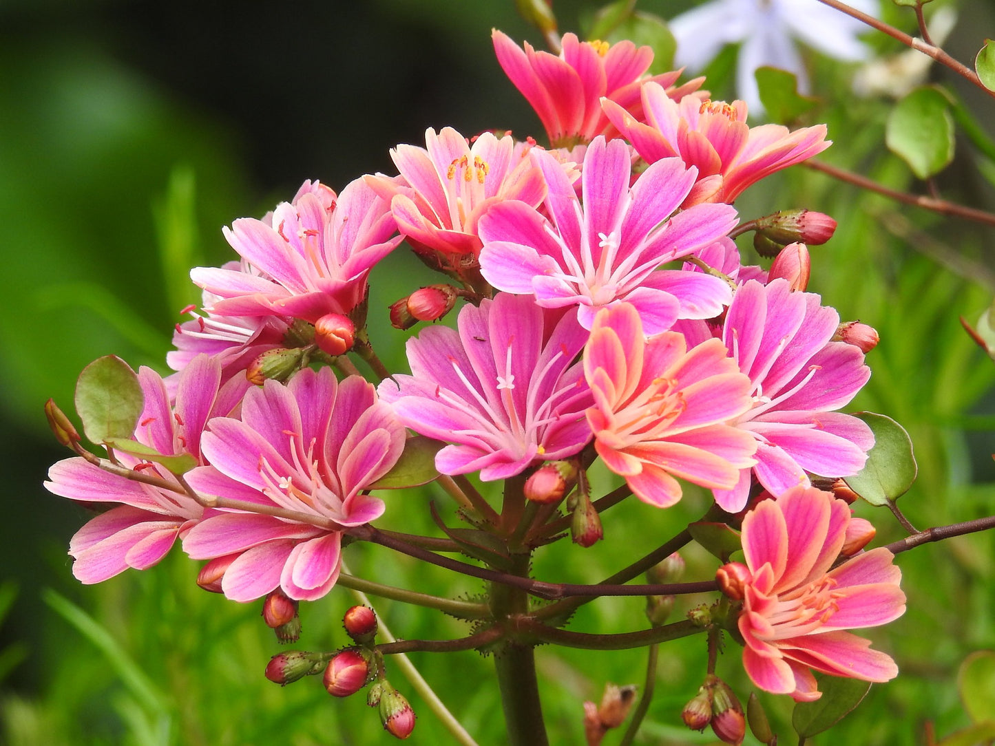 Sunset Strain Lewisia  75 Seeds  Lewisia cotyledon