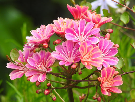 Sunset Strain Lewisia  75 Seeds  Lewisia cotyledon