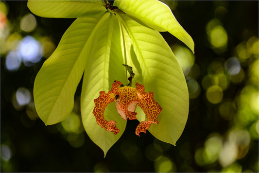 Calabash Nutmeg  1 Seed  Monodora myristica  Tropical Flowering Tree