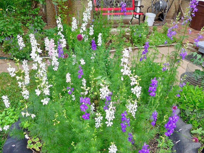 Rocket Larkspur  100 Seeds  Delphinium consolida