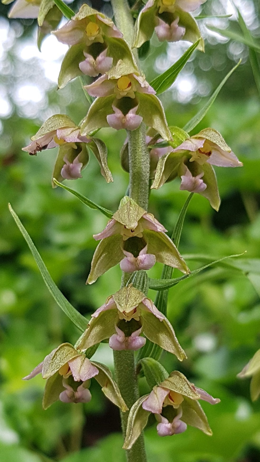 Broad-Leaved Helleborine  1000 Seeds  Epipactis helleborine