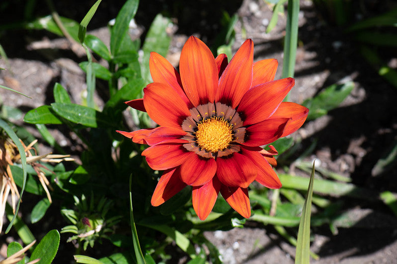 Treasure Flower  25 Seeds  Gazania rigens