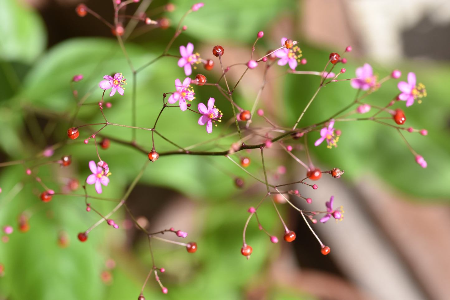 Fameflower Jewels of Opar Talinum paniculatum 100 Seeds  USA Company