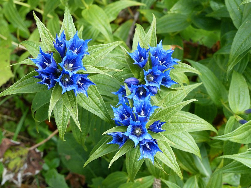 Willow Gentian  200 Seeds  Gentiana asclepiadea