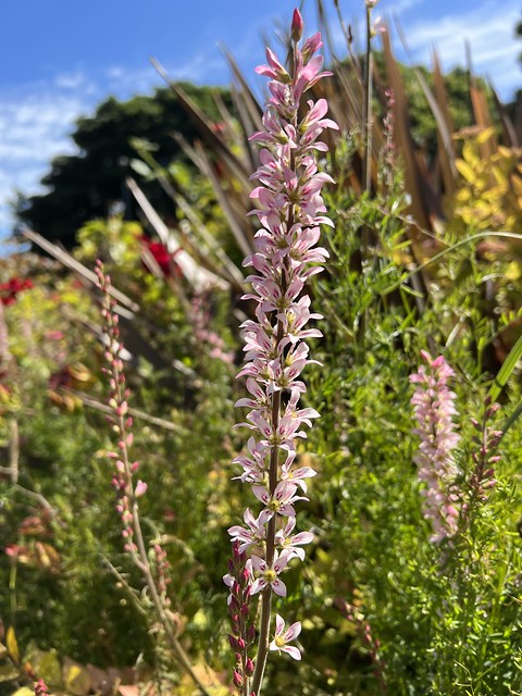 Bridal Wreath  400 Seeds  Francoa appendiculata