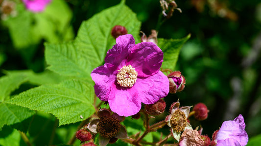 Flowering Rasberry  100 Seeds  Rubus odoratus