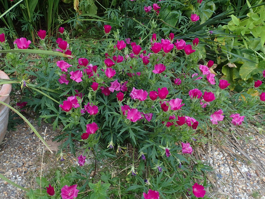 Purple Poppy Mallow  15 Seeds  Callirhoe involucrata