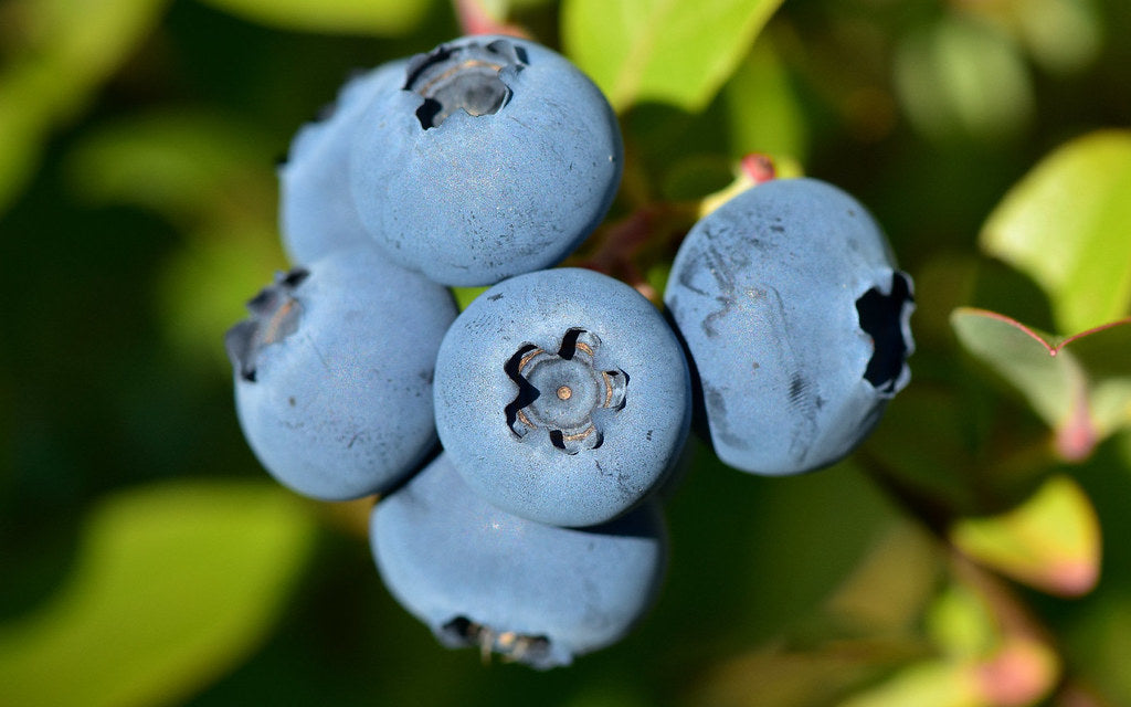 Highbush Blueberry  Fruit  20 Seeds  Vaccinium corymbosum