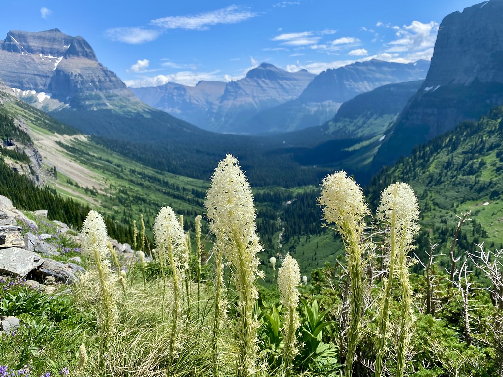 Bear Grass  500 Seeds  1 Gram  Xerophyllum tenax