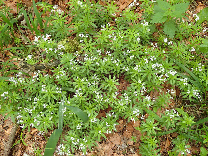 Sweet Woodruff  50 Seeds  Galium odoratum