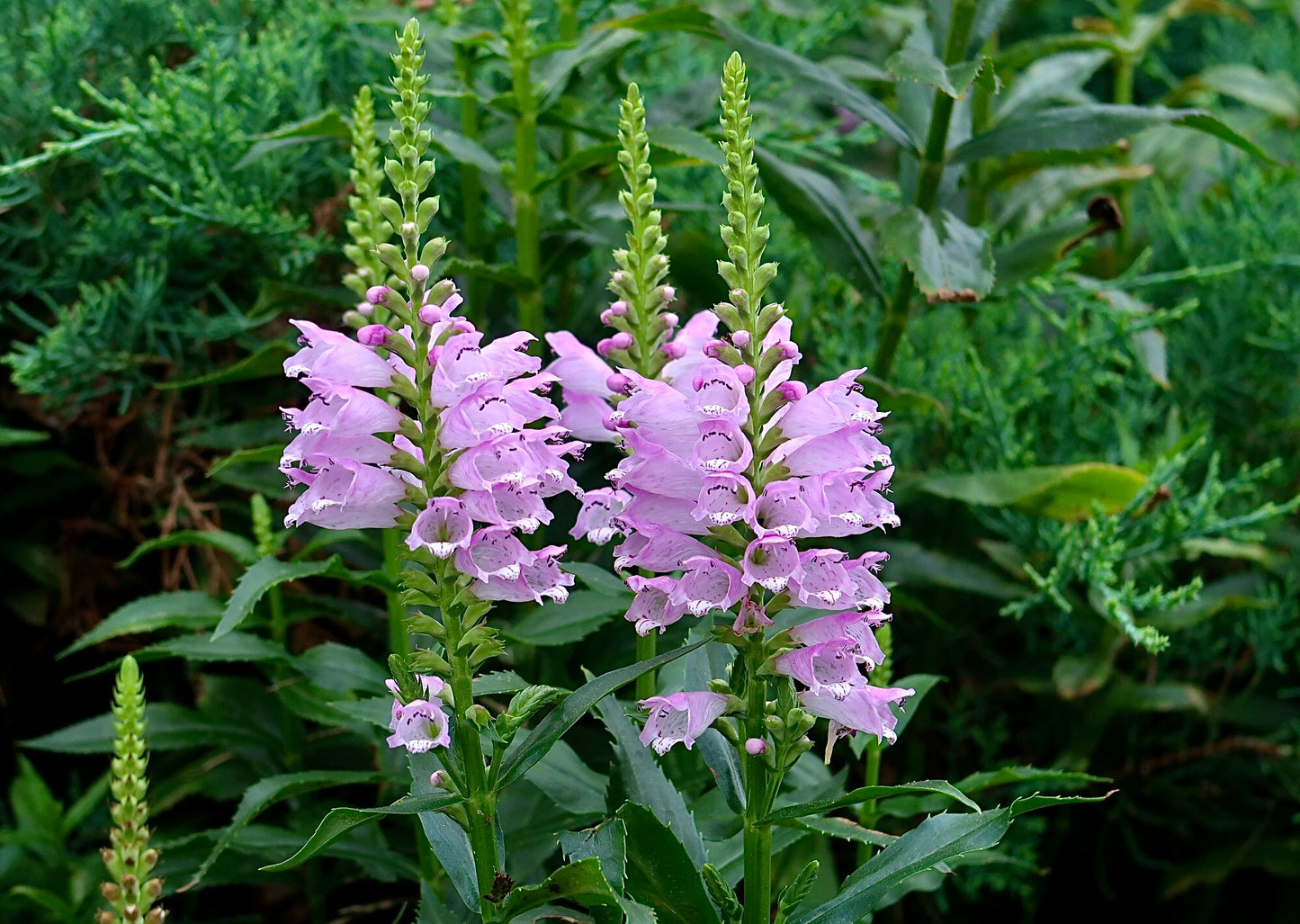 Obedient Plant   100 Seeds   Physostegia virginiana