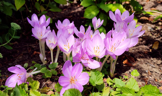 Autumn Crocus  100 Seeds  Colchicum autumnale