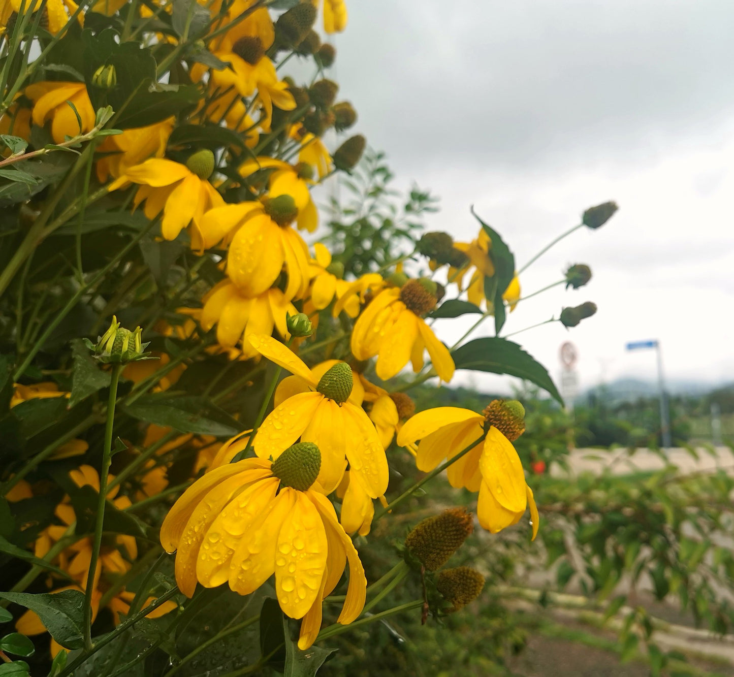 Green-Headed Coneflower Rudbeckia laciniata 500 Seeds  USA Company