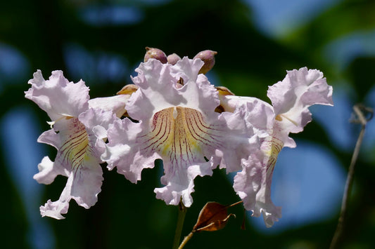 Manchurian Catalpa Catalpa bungei 10 Seeds   USA Company