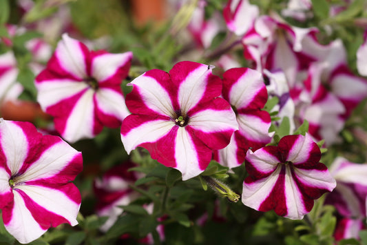 Star Petunia  100 Seeds  Petunia Multiflora