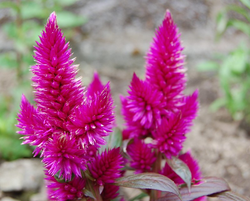 Pink Celosia  250 Seeds  Celosia plumosa