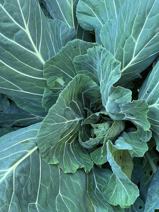 Collard Greens  100 Seeds  Brassica oleracea