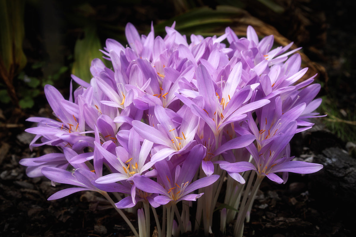 Cholchicum Autumn Crocus 100 Seeds Colchicum autumnale – R&B Floridaseeds