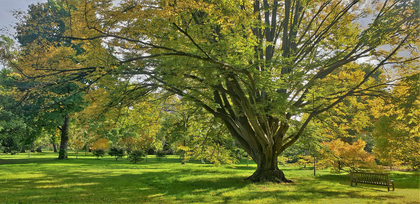 European Hornbeam  Carpinus betulus  100 Seeds  USA Company