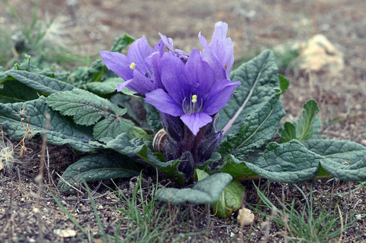 Mandrake Mandragora officinarum 5 Seeds