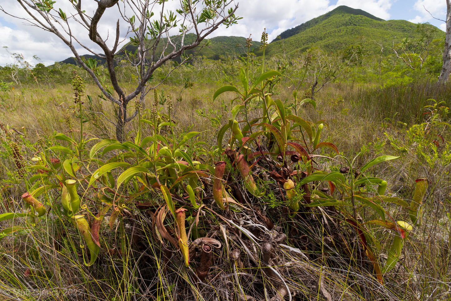 Tropical Pitcher Plant  5 Seeds  Nepenthes mirabilis  USA Company