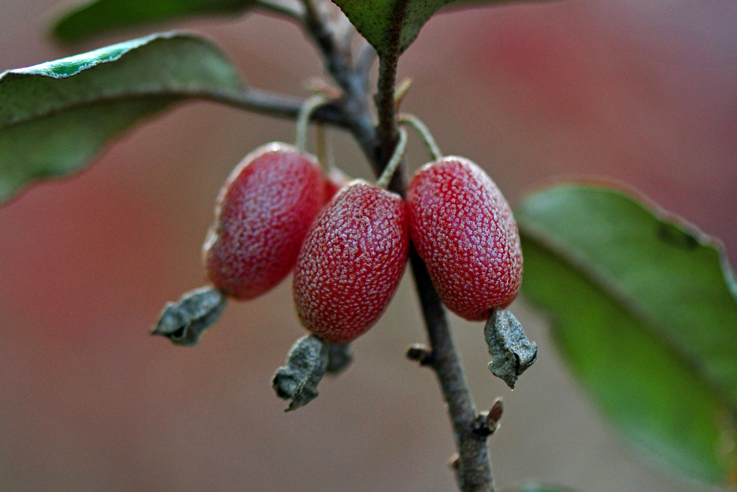 Thorny Olive Elaeagnus pungens 20 Seeds
