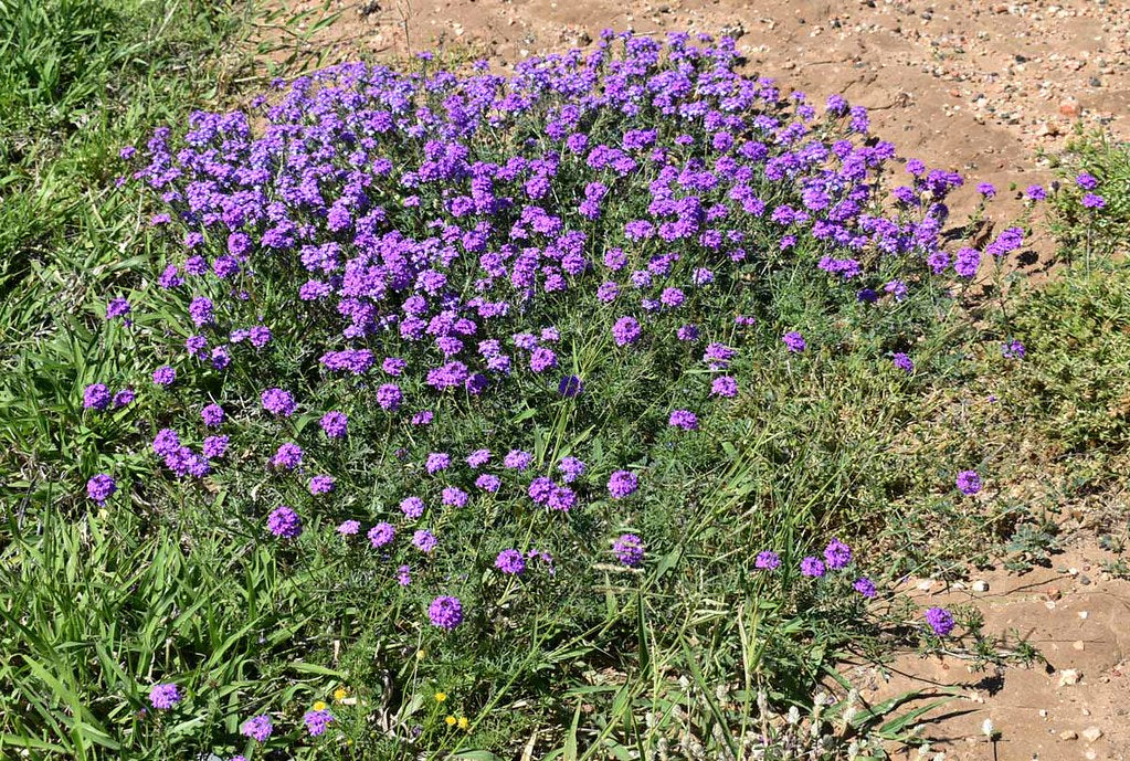 Moss Verbena  100 Seed  Glandularia aristigera
