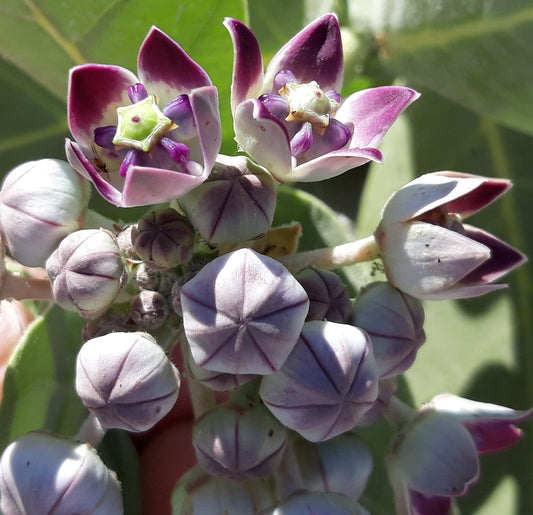 Crown Flower Giant Milkweed 20 Seeds Calotropis  USA Company