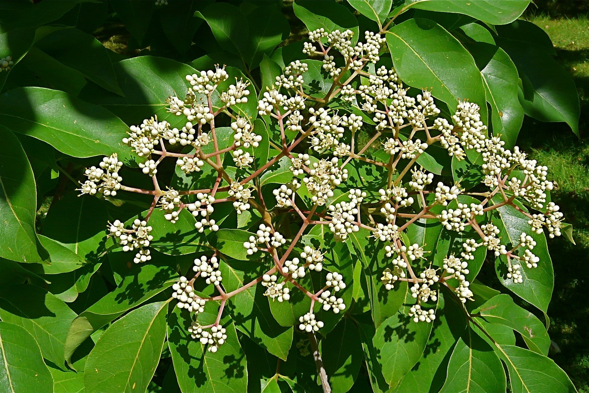 Bee Bee Tree Korean Evodia Evodia daniellii 100 Seeds – R&B Floridaseeds