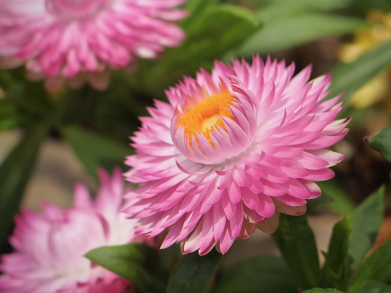 Pink Strawflower  100 Seeds  Helichrysum bracteatum