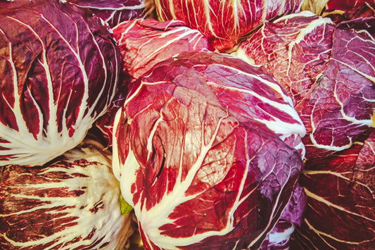Radicchio   100 Seeds   Cichorium intybus