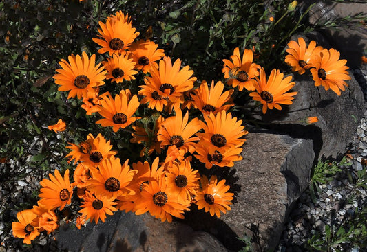 Orange African Daisy  100 Seeds  Dimorphotheca sinuata