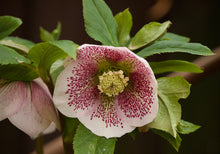 Load image into Gallery viewer, Lenton Rose  Garden Flower  20 Seeds  Helleboris orientalis