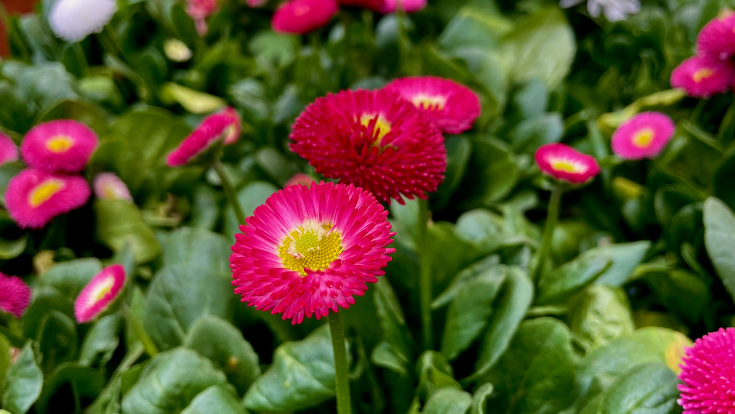 English Daisy Mix  100 Seeds  Bellis perennis