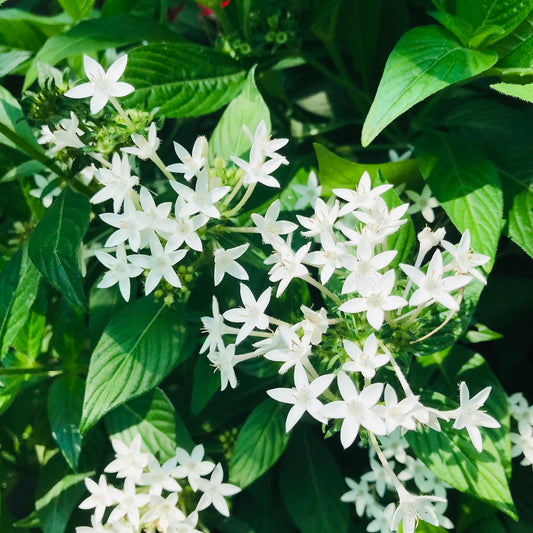 White Pentas  Star Flower  Pentas lanceolata  25 Seeds