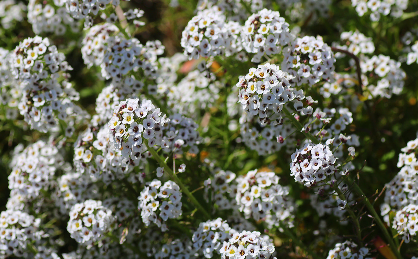 Sweet Alyssum   100 Seeds   Lobularia maritima
