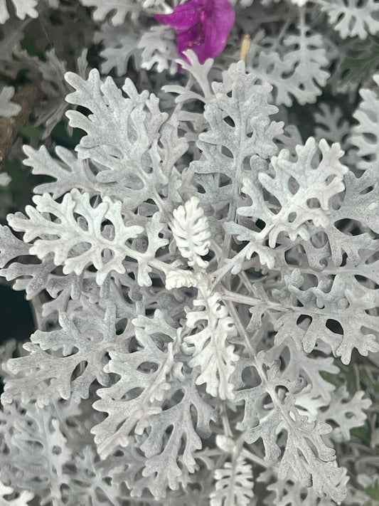 Dusty Miller  100 Seeds  Senecio maritimus