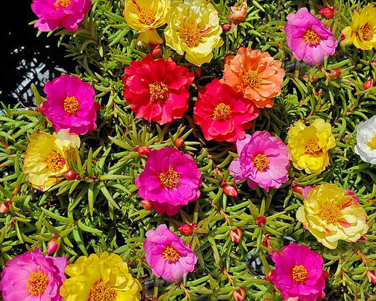 Moss Rose  Double Mix  100 Seeds  Portulaca grandiflora