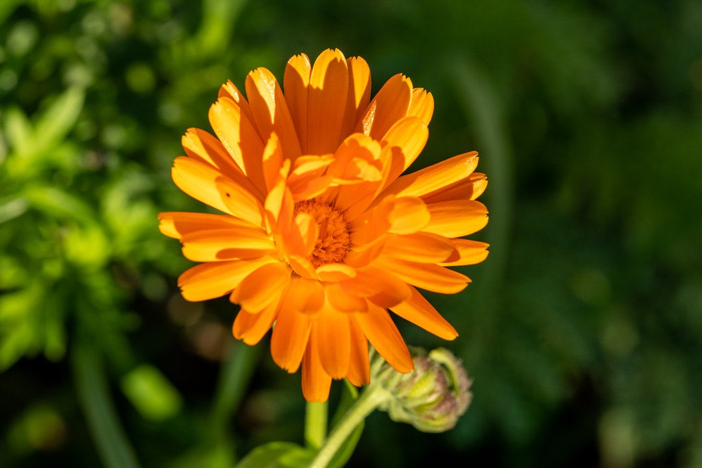 English Marigold  100 Seeds  Calendula officinalis