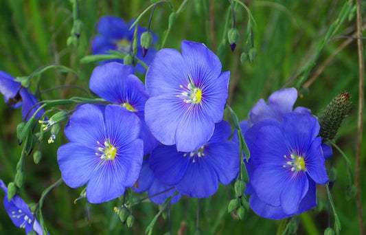 Flax   100 Seeds   Linum usitatissimum