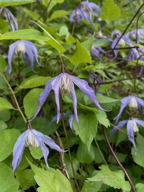 Purple Clematis  10 Seeds  Clematis occidentalis  Native Wildflower